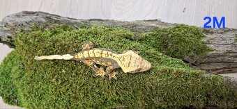Pagekon riasnaty - 4