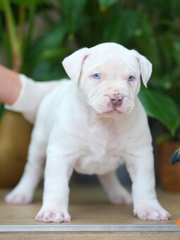 American Bully XL/XXL - 4