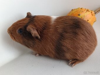 Morské prasiatka - 4