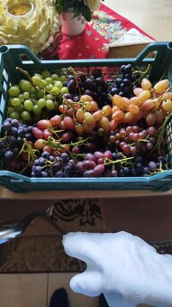 Predám odrezky viniča - 4