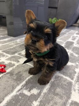 Yorkshirsky terie - 4