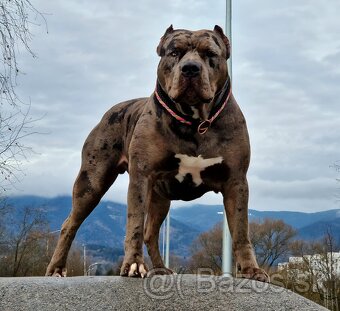 American bully xl xxl - 4