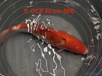 Koi Kapor - 4