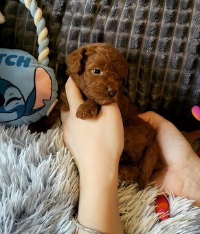 Pudlik pudel Mini toy Red ❤️ - 4