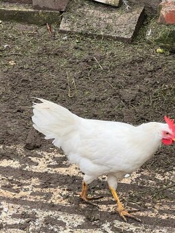 Leghorn - 4