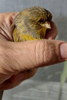 Kanárik gloster - 4