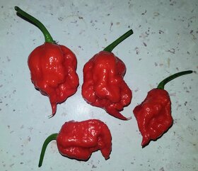 Semienka Chilli od 0,50€/10ks - 4