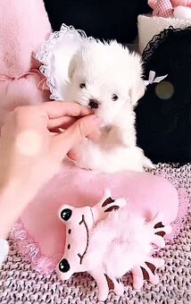 Mini Maltezák - 4