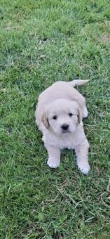 Zlatý retriever - 4