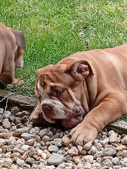 Anglicky buldog-steniatko - 4