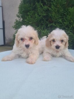 Maltipoo - 4