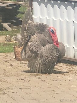 Morka Česká šedá bielolemovaná predaj - 4