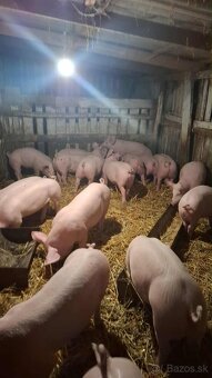 Eladó malacok - 4