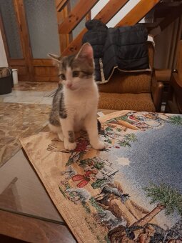 Darujeme maciatka - 4