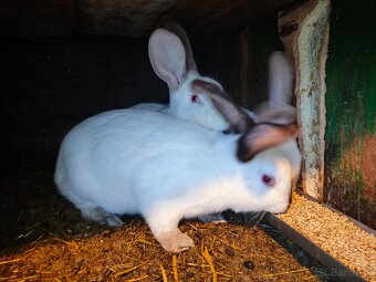 Predam králiky - 4