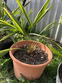 Palmy trachycarpus fortunei - 4
