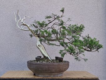 Bonsai / bonsaj - rozne, foto v prilohe, ponuka v texte - 4