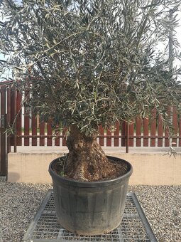 Olivovník bonsai - 4