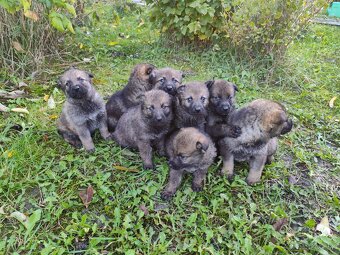 Československý vlčiak šteniatka - 4