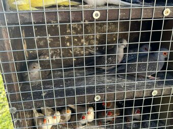 Andulky,zebricky,holubky diamantove - 4