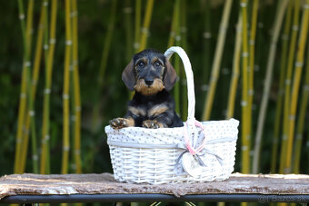 Jazvečík hrubosrstý trpasličí - králičí s PP - 4