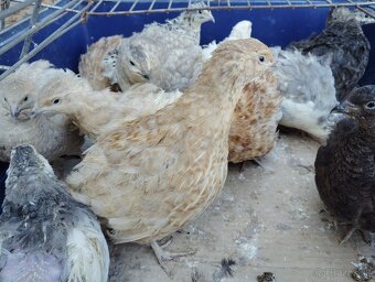 Predám japonské prepelice - 4