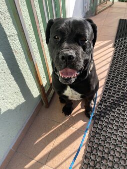 Cane Corso šteniatka - 4