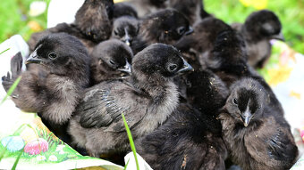Ayam Cemani kuriatka - 4