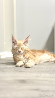 ELLIOT❣️Mainská Myvalia Maine Coon mačiatka - 4