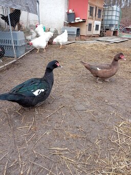 Čínske kačky 7 ks - 4