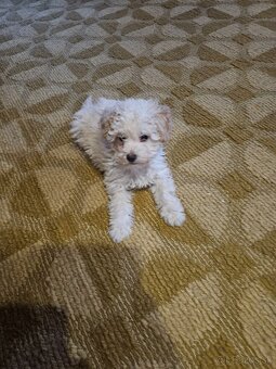 Pudel trpasličí - 4