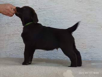 Labrador Retriever s PP - 4