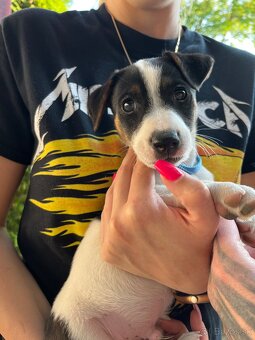 Jack Russell Terrier - 4