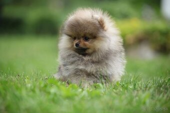 🐶 Nádherný pejsek pomeraniana – Orange sobolí barva 🧡 - 4