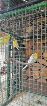 Predám mladé andulky - 4