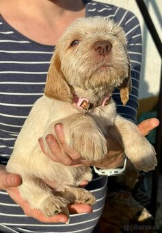 Taliansky spinone - 4