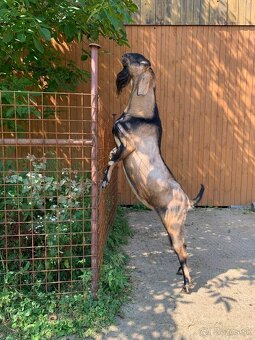 Predám plemenného 100% AN CAPA ZAHRA’S - 4