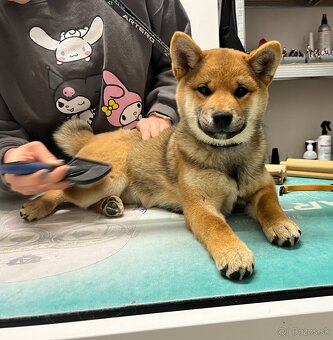 Shiba Inu fenka s PP. - 4