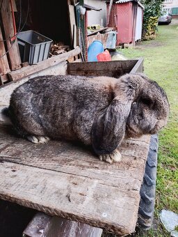 Francúzsky baran - 4