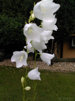 Zvonček broskyňolistý - 4