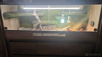 Agama bradata plus terarium - 4