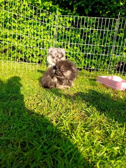 Pomeranian pomerian - 4