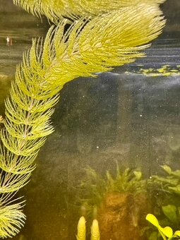 Akvarijná rastlina Rožkatec (Ceratophyllum demersum) - 4