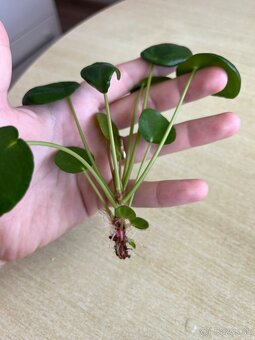 Izbové rastliny - pilea peperomioides a Epipremnum Divý Jano - 4