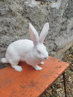 Predám samicu matka  hila a otec  belgický obor albín - 4