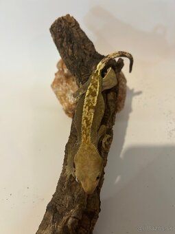 Pagekon Riasnatý 1.2 - 4