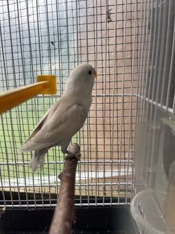 Agapornis fisher - 4