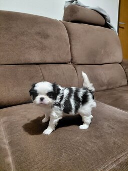 JAPAN CHIN - ŠTĚŇATA S PP - 4