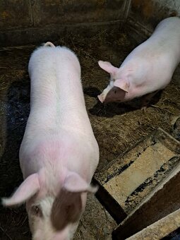 Predám ošípané - 4