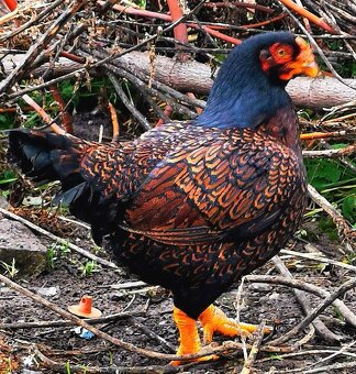 Predám, vymenim - 4